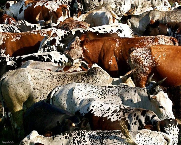 The Nguni Cattle – Sanga Collection
